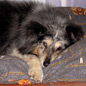 Hommage � Geoffrey du Jardin d'Orianoucka par sa ma�tresse, C�cile DUBREIL :
