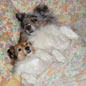 Pamela et Nougatine dans de beaux draps. ;)
