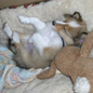 Le petit Milo en plein effort ! Propri�taires : Ludivine et Dale FITZWATER.
