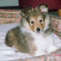 Th�os Ar Melki de Goas Froment � 2 mois.