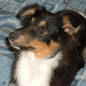 Vagabond by Night de l'Esterazur du Lac, dit James, � 4 mois. Propri�taire : M�lodie MARTINEAU