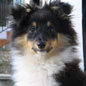 V�gas Black du Puit Saint-Loup.