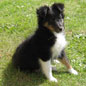 Ath�na Black des F�es du Pays Noir � 3 mois. Propri�taire : Herv� NAPIAS.