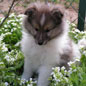 Benji du Forestland � Germaine MORINO.