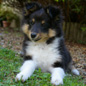 Black Cheyenne Moonsong of Shelindal� � 3 mois. Propri�taire et productrice : Lex GATINEAU.