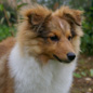 Bilbo Noblelight of Shelindal� � 5 mois. Propri�taires : David et Natacha CHOQUET.