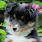 Karmidale la Belle Etoile, dite Luna, � 2 mois. Propri�taires : Ludivine et Dale FITZWATER.