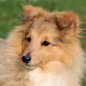 Bizzie Lizzie from Blenmerrow � 5 mois et demi. Propri�taires : Ludivine et Dale FITZWATER.