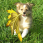 Boaster Gold of Dreaming a Lullaby � 9 semaines, et sa grosse feuille ! ;) Propri�taire : St�phanie PESCE.