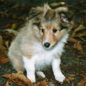 Ultra-Speed Blond de Chiroulet � 2 mois. Propri�taire : Virginie LACOURT.