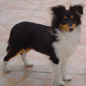 Brindille Brune des Myst�rieuses Cit�s d'Or � 5 mois. Propri�taire : Mme BERNERON.