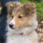 Crunchie de la Vall�e des Noy�res � 3 mois. Propri�taires : Aude et Cyril COLIBEAU. (Photo : Bich-Ty HOELLINGER-HA).