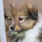 Best Golden Love Vesca Montana, dite Jessie, � 8 semaines. Co-propri�taires : Anna SZULC and A. KOWALSKA. (Photo : Anna SZULC)