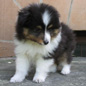 Black Daimond Vesca Montana, dit Pati, � 8 semaines. Propri�taire : Mirka CYGAN. (Photo : Anna SZULC)