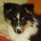 Country Black de la Combe Berail, dite Luna, � 2 mois et 10 jours. Propri�taite : Christine COURTOIS.<br>(Photo : Christine COURTOIS)