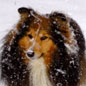 Silver Gold des F�es du Pays Noir, � M. et Mme KOSMALSKI.