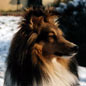 Premi�res neiges pour Yukari. Propri�taire : Lex GATINEAU.
