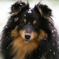 Black Cheyenne Moonsong of Shelindal�, � Lex Gatineau.