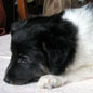 Adagio Dancer des F�es du Pays Noir, � Bich-Ty HA.