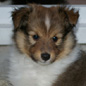 Bilbo Noblelight of Shelindal� � 1 mois et demi. Propri�taires : Natacha et David CHOQUET.