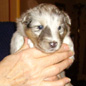 Coquette de la Vall�e de l'Ailette � 3 semaines.