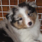 Bandit Bleu du C�lin d'Eau � 1 mois et demi.