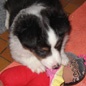 Babila du C�lin d'Eau � 1 mois et demi. Propri�taire : Fabienne GOEFFERS.