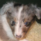 Blue Lady des Marais Audomarois � 4 semaines. Propri�taire : V�ronique HURTREL.