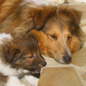 Corwin Gold Flame Fantasy Cooper � 38 jours (propri�taire : Bich-Ty HA) et sa maman, Utopia du Foyer Ardent dite Shirley (propri�taire : Virginie PORTZER).