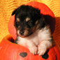 Black Pearl du Grand Champ d'Aubertans � 2 semaines et demi. Propri�taire : Anita FOREST.