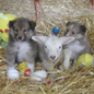 Billy (propri�taire : Patricia LE VANCAI) et Buck (propri�taire : Laetitia PARES) du Grand Champ d'Aubertans � 7 semaines, en compagnie d'un petit mouton. :)