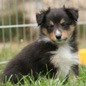 Crazy Vagabond des Tendres Caresses � 41 jours. Propri�taires : famille LAMBERT.
