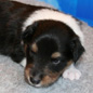 Chizz-Burger des Tendres Caresses � 19 jours. Propri�taires : famille VOISIN.
