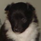 Cyween Black des Bordes Rouges � 3 semaines. Propri�taire : Virginie BONADEI.