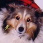 Hommage � Pampa Blonde du Grand Pr� d'Ortignac (1999-2008) de la part de ses ma�tresses, Isabelle et Priscilla, et de son 