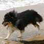 Petite Cheyenne � la poursuite des vagues ! ;) (Propri�taire : Lex GATINEAU)