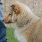 Calliop� Blonde de Bassompierre. Propri�taires et producteurs : M et Mme BRANCATISANO.