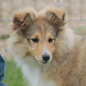 Calliop� Blonde de Bassompierre. Propri�taires et producteurs : M et Mme BRANCATISANO.