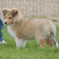 Calliop� Blonde de Bassompierre. Propri�taires et producteurs : M et Mme BRANCATISANO.