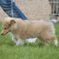 Calliop� Blonde de Bassompierre aux allures. Propri�taires et producteurs : M et Mme BRANCATISANO.