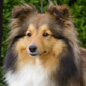 Berroye Blonde du Grand Pr� d'Ortignac (5�me EXC), � Val�rie DUPUY.