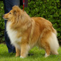 Vanille Blonde de Bassompierre (3�me EXC). Propri�taire et producteur : Gianni BRANCATISANO.
