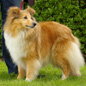 Vanille Blonde de Bassompierre (3�me EXC). Propri�taire et producteur : Gianni BRANCATISANO.