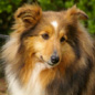 A'Vanille II Blonde du C�dre Enchant� (9�me EXC). Propri�taire et productrice : Val�rie MOREAU BONDU.