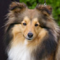 Berroye Blonde du Grand Pr� d'Ortignac (5�me EXC), � Val�rie DUPUY.