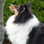 Black Beauty du C�dre Enchant� (EXC). Propri�taire et productrice : Val�rie MOREAU-BONDU.