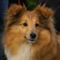 Vanille Blonde de Bassompierre (3�me EXC). Propri�taire et producteur : Gianni BRANCATISANO.