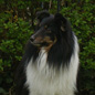 Adagio Dancer Black des F�es du Pays Noir (EXC), � Bich-Ty Hoellinger-Ha.