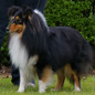 Anakin le Noir de l'Esterazur du Lac (4�me EXC), � Anne-Marie VALENCE.