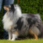 Union Jack Blue de la Vall�e du Mainland (6�me EXC). Propri�taire et producteur : Marcel LASSADE.
